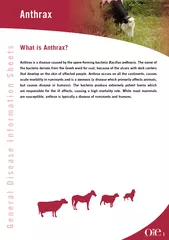 What is Anthrax Anthrax is a disease caused by the spo
