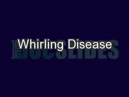 Whirling Disease