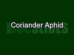 Coriander Aphid
