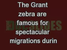 The Grant zebra are famous for spectacular migrations durin