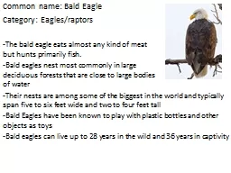 Common name: Bald Eagle