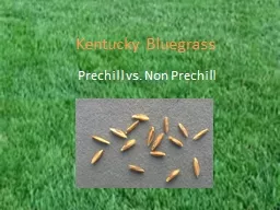 Kentucky Bluegrass