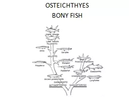 OSTEICHTHYES