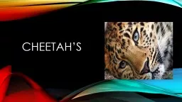 Cheetah’s