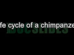 Life cycle of a chimpanzee