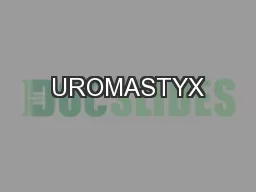 UROMASTYX