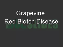 Grapevine Red Blotch Disease