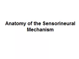 Anatomy of the Sensorineural Mechanism