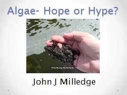 Algae- Hope or Hype?
