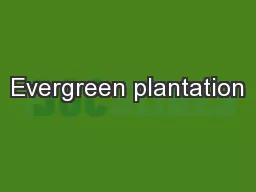Evergreen plantation