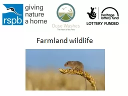 Farmland wildlife