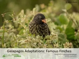 Galapagos Adaptations: Famous Finches