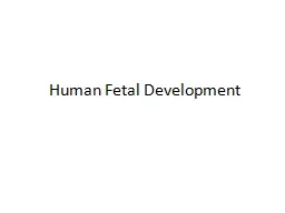 Human Fetal Development