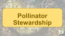 Pollinator Stewardshi