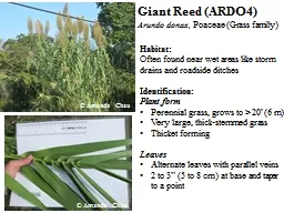 Giant Reed (ARDO4)