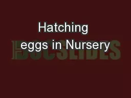 Hatching eggs in Nursery