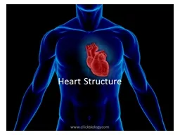 Heart Structure