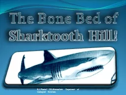 The Bone Bed of