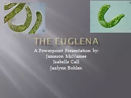 The Euglena