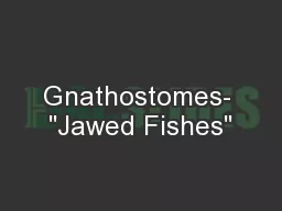 Gnathostomes- 