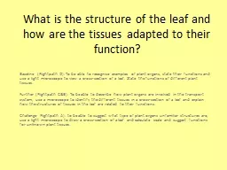 What is the structure of the leaf and how are the tissues a