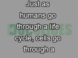 Just as humans go through a life cycle, cells go through a