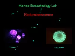 Marine Biotechnology Lab