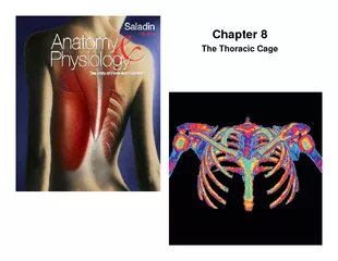 Chapter  The Thoracic Cage   Thoracic Cage  consists o