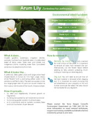 Zantedeschia aethiopica Environmental Weed Factsheet I