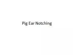 Pig Ear Notching
