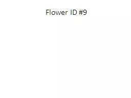 Flower ID #9