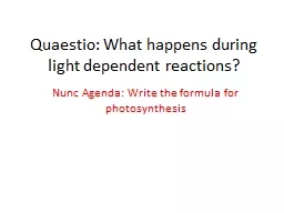 Quaestio: What happens during light dependent reactions?