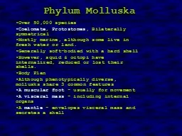Phylum Molluska