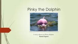 Pinky the Dolphin
