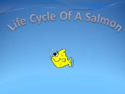 Life Cycle Of A Salmon