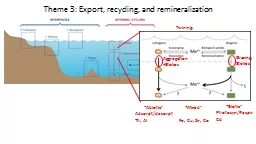 Theme 3: Export, recycling, and remineralization
