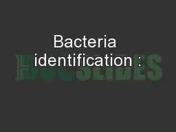 Bacteria identification :