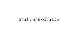 Snail and Elodea Lab