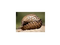 Pangolins, often called “scaly anteaters,” are covered