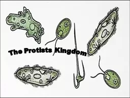 The Protists Kingdom