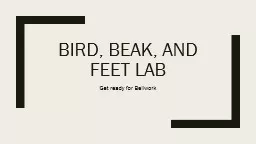 Bird, Beak, and Feet lab