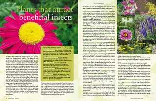 Plants that attract benecial insects The following are