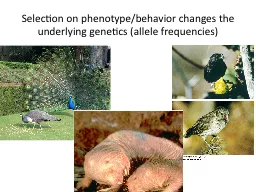 Selection on phenotype/behavior changes the underlying gene