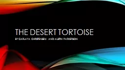 The desert tortoise