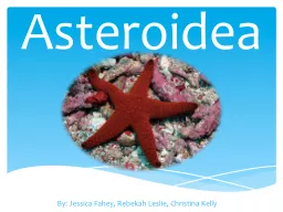 Asteroidea