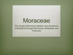 Moraceae