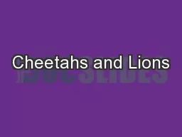 Cheetahs and Lions