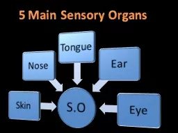 5 Main Sensory Organs