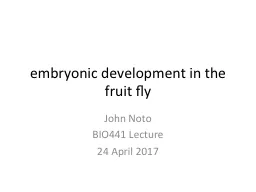 embryonic development in the fruit fly