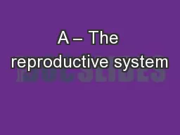 A – The reproductive system